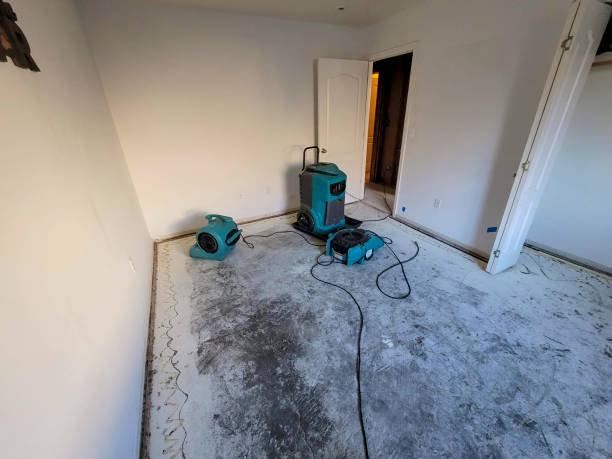 Best Mold removal after water damage  in Hawley, MN